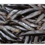 Оптовая продажа рыбы морской в Украине и в странах СНГ, сельд замороженная, скумбрия, ставрида по доступным оптовым ценам фото