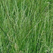 Семена кормовых трав, семена кормовой травы «Райграс» многолетний и однолетний, Семена кормовых трав в Украине