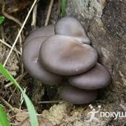 Вешенка оптом грибы