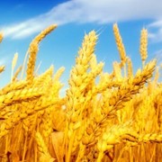 Пшеница фуражная. фотография