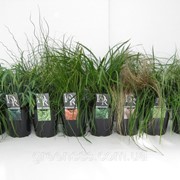 Декоративная трава -- Decoration Grasses