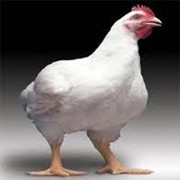 Цыплята бройлеры (тушки или живым весом) фото