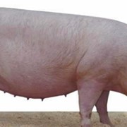Свинина живым весом фото