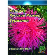 Цветы Астра Русский огород Фирменная смесь (0,3г) фото
