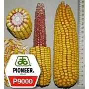 Семена кукурузы П9000/P9000 фотография