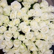 Белые Розы “Акито“ фото