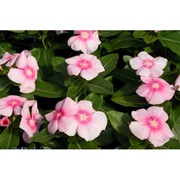 Семена для цветов Vinca F1 (Catharanthus roseus) Pink