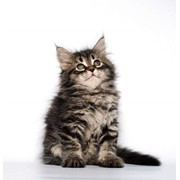 Сибирские котята питомника Бараж