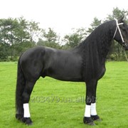 Фризская лошадь 9 лет - 169 см фото