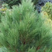 Сосна Черная Pinus nigra Oregon Green 20-40 C2 фотография