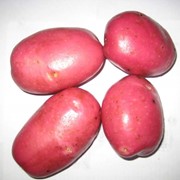 Картофель оптом из Беларуссии фото