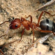 Уничтожение муравьев, Алматы, в Алматы фото