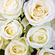 Розы белые "Аваланж"