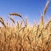 Семена оз.пшеницы Колумбия фото