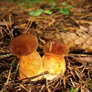 Польский гриб замороженный кубиками