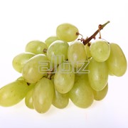 Саженцы винограда ранних сортов фото