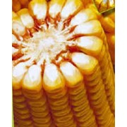 Средне - ранний гибрид AS 33007, семена для посева кукурузы в Украине фото