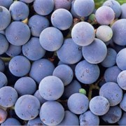 Краситель натуральный Экстракт кожицы винограда AC 2-300-WS фотография