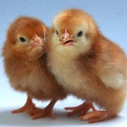 Цыплята породы Рэдбро фото