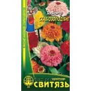 Насіння “Майорцi стрункі скабіозоподiбнi суміш“, 1г фото