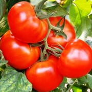Семена томатов Персей фото