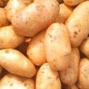 Продажа картофеля в розницу