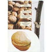 Привитые саженцы грецкого ореха