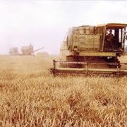 Культуры зерновые. Пшеница,ячмень, кукуруза, рапс. фотография