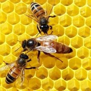 Матки пчелиные ценных пород фото