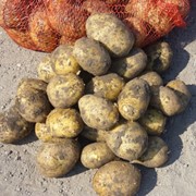 Картофель Импала фото