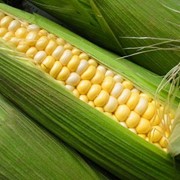 Семена кукурузы Подольский 274СВ фото