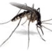 Уничтожение комаров и клещей