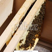 Ульи и принадлежности пчеловодства фото