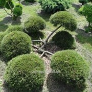 Бонсай Pinus mugo mughus Bonsai