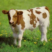 Комбикорм для телят в возрасте до 6 месяцев фото