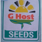Семена кукурузы Ghost GS 105 M25 (Джихост Канада)