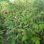 Малина Rubus frut. Navaho обхват ствола 40