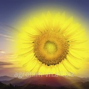 Насіння соняшника Сингента SANLUKA RM, пак фото