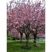 Сакура Prunus serr. Amanogawa обхват ствола 120KM фото