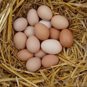 Яйцо молодой курицы, Домашнее куриное яйцо, Яйца, Экологические яйца