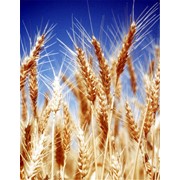 Озима пшениця Босфор, Еліта фото