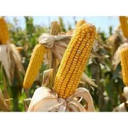 Гибрид кукурузы “Білозірський“ 295 св фото