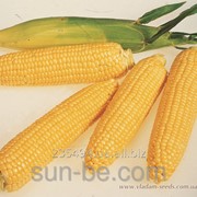 Семена сладкой кукурузы 1 кг Леженд F1 Clause