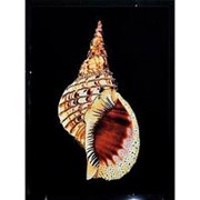 Картина Морская раковина с кристаллами Swarovski (2338) фото