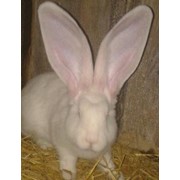 Крольчата “Бельгійський фландр “ фотография