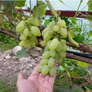 Мечта ягодное хозяйство,заказать оптом виноград сорт Вива Айка Украина фото