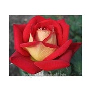 Саженец розы Нью Фейшен фото