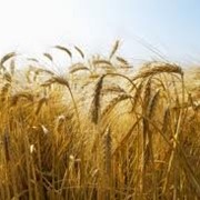 Семена озимой пшеницы Колумбия