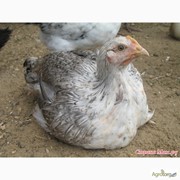 Подрощенные цыплята породы испанка голошея, испанка, редбро, мастер грей фотография