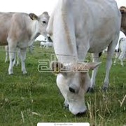 Осеменение коров и телок фотография